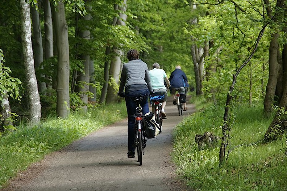 Mit den Rädern aus dem Fahrradverleih in Warnemünde können Sie, wie hier zu sehen, prima durch den Küstenwald radeln.