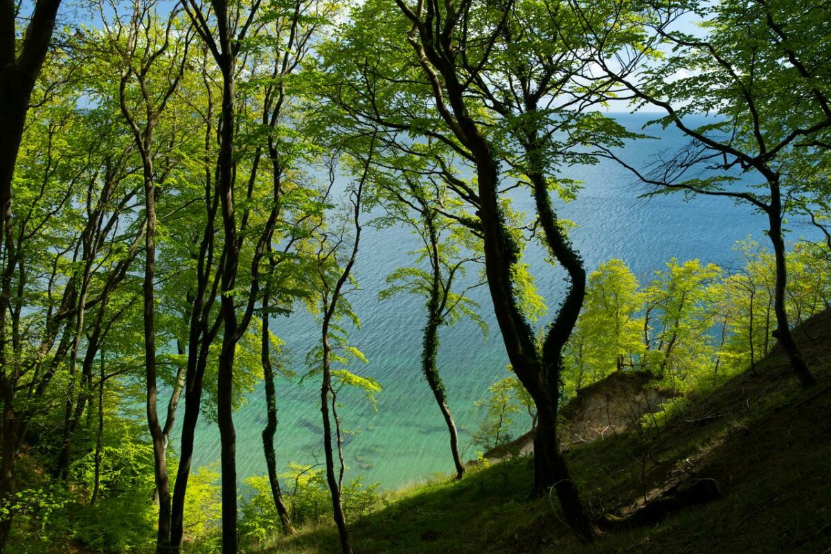Meerblick vom Küstenwald aus