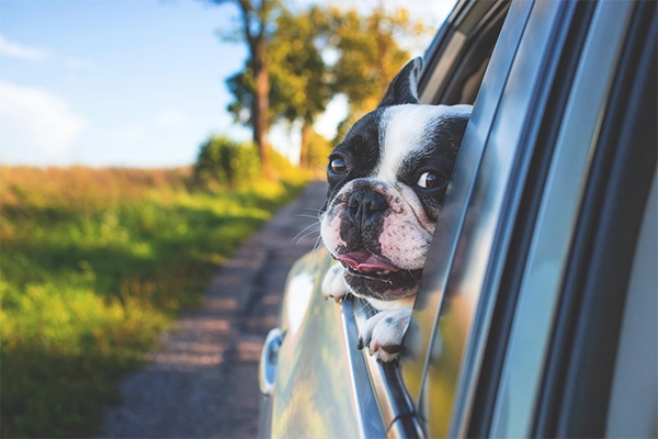 Urlaub mit Hund an die Ostsee - Anreisetipps